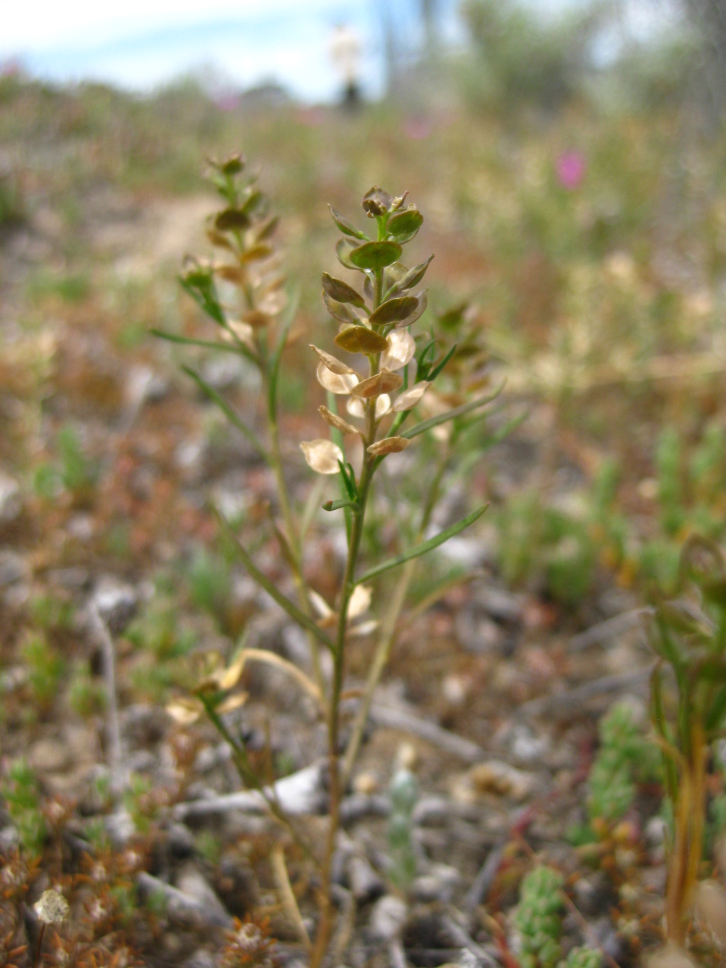 Lepidium monoplocoides (hero image)