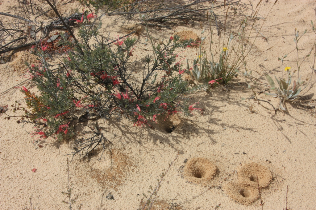 Grevillea lavandulacea (hero image)