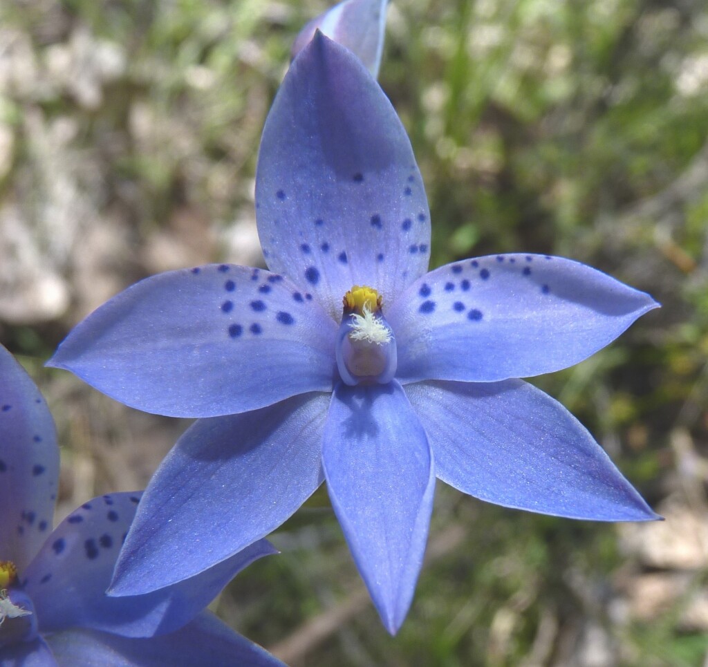 Thelymitra ixioides (hero image)