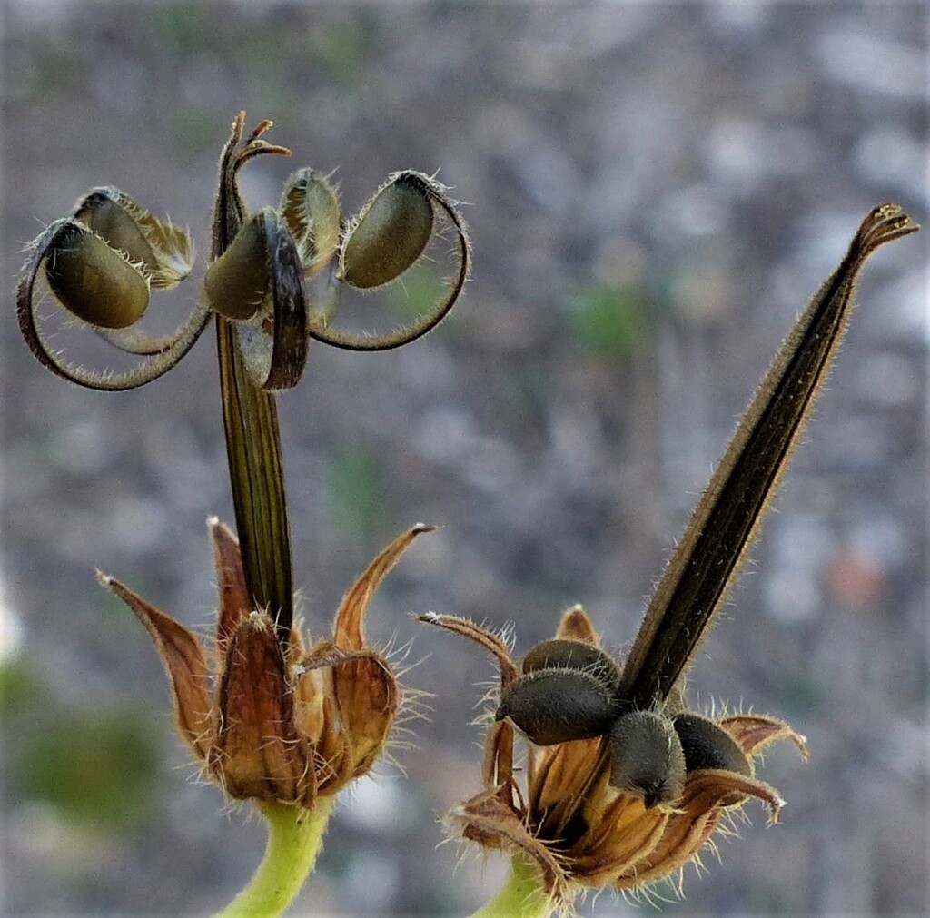 Geranium retrorsum (hero image)