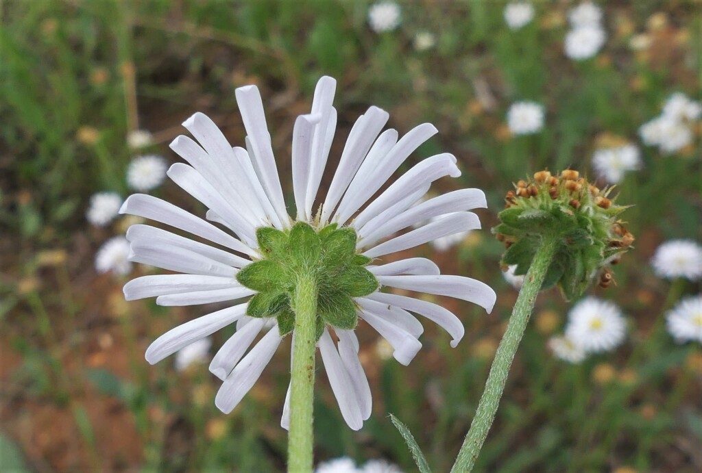 Calotis scabiosifolia var. scabiosifolia (hero image)