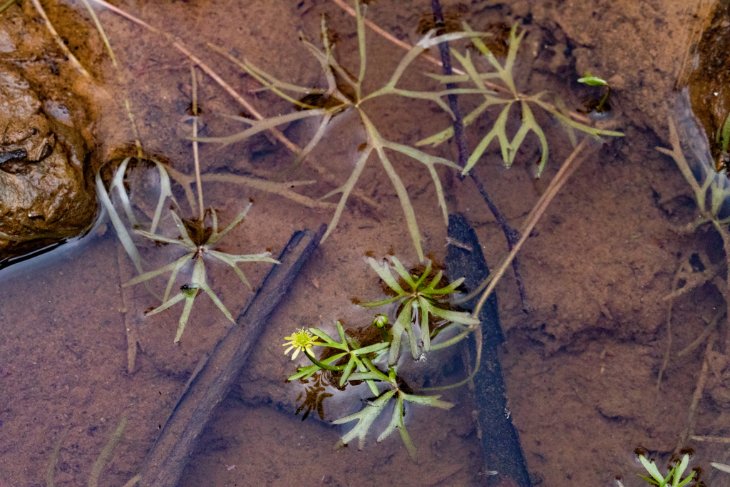 Ranunculus amphitrichus (hero image)