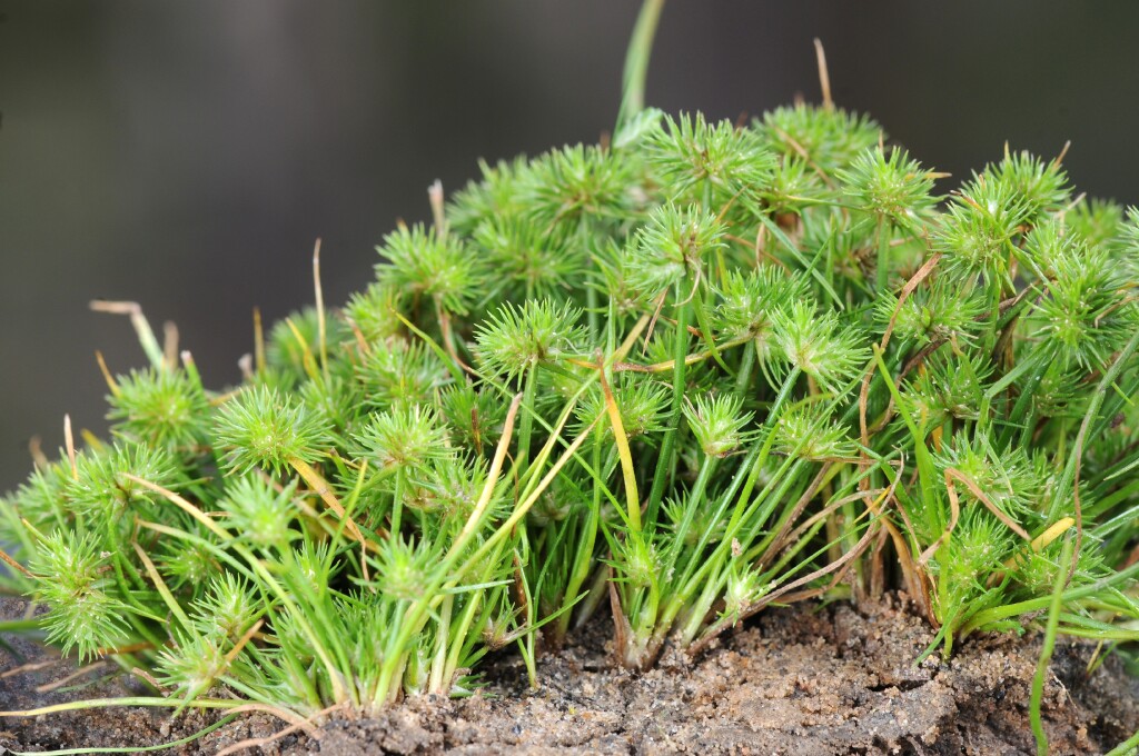 Isolepis hystrix (hero image)