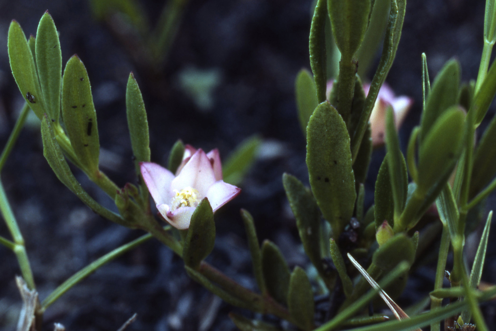 Cyanothamnus polygalifolius (hero image)