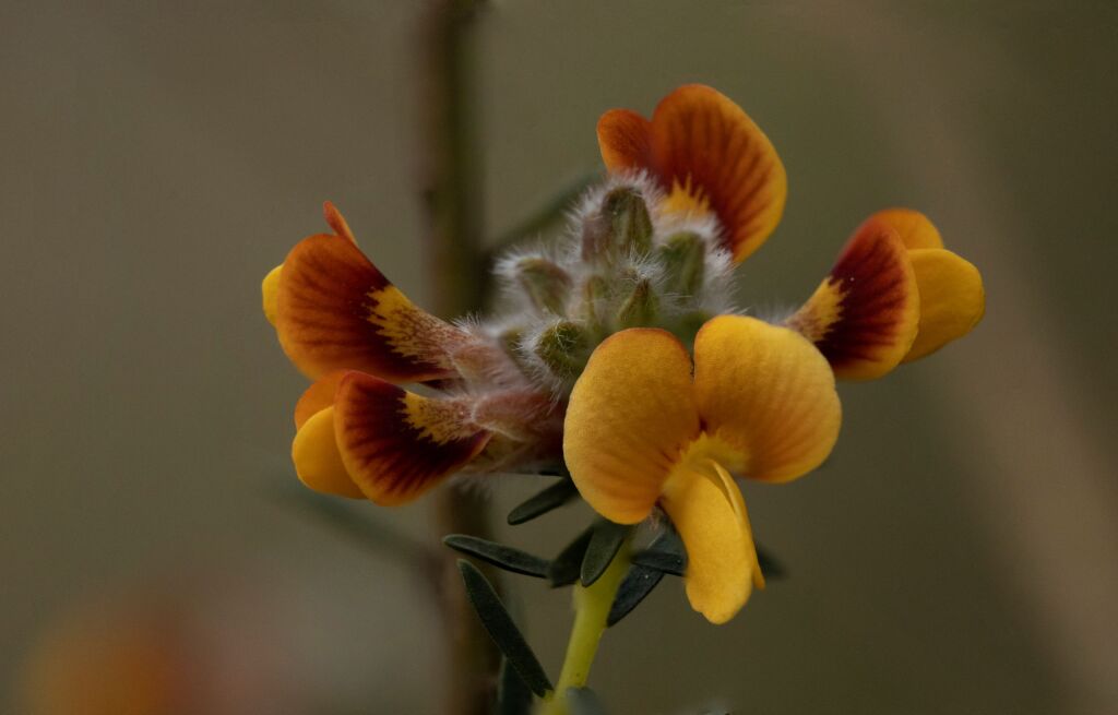 Almaleea subumbellata (hero image)