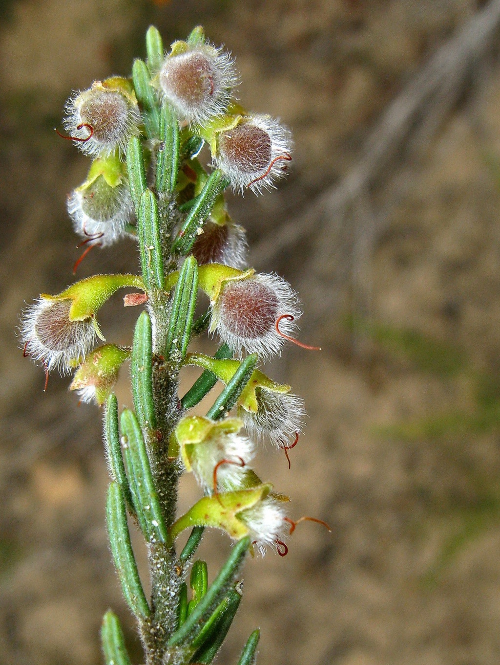 Aotus subspinescens (hero image)