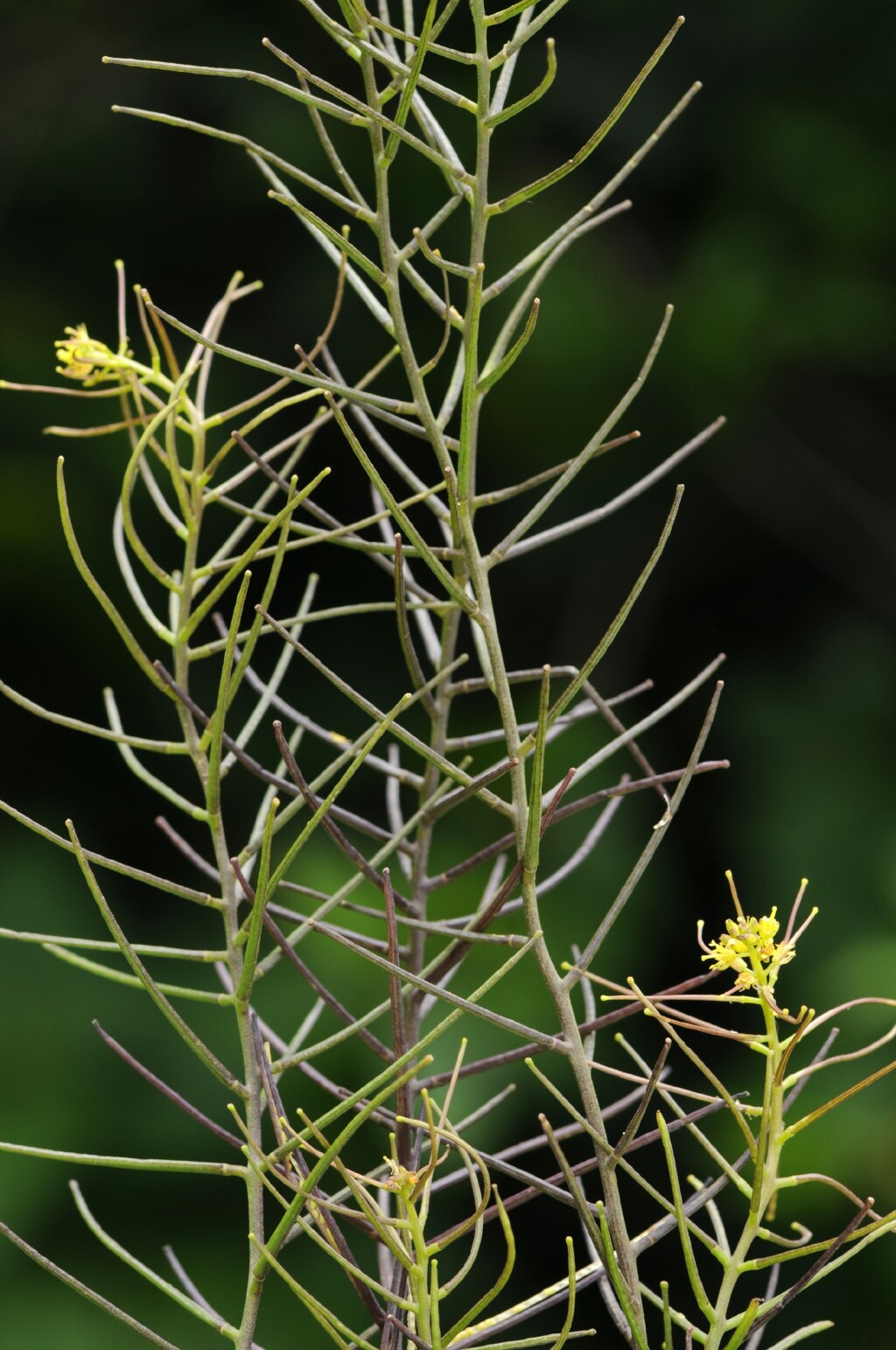 Sisymbrium erysimoides (hero image)