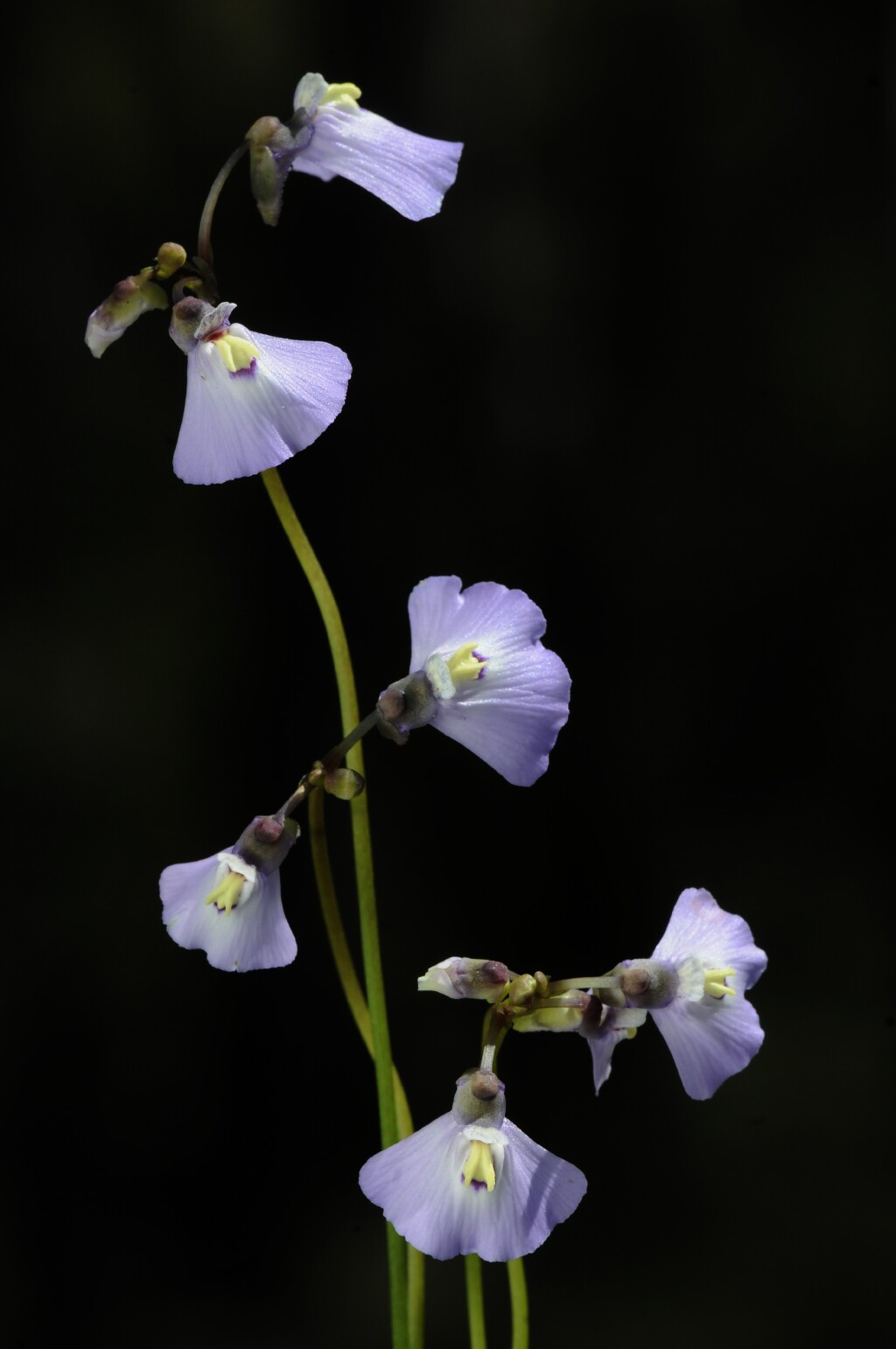 Utricularia grampiana (hero image)