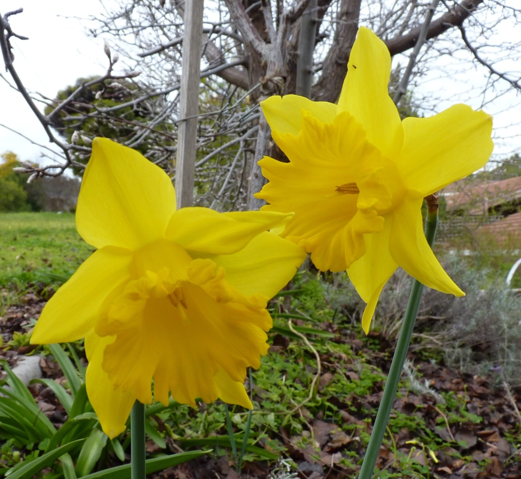 Narcissus pseudonarcissus (hero image)