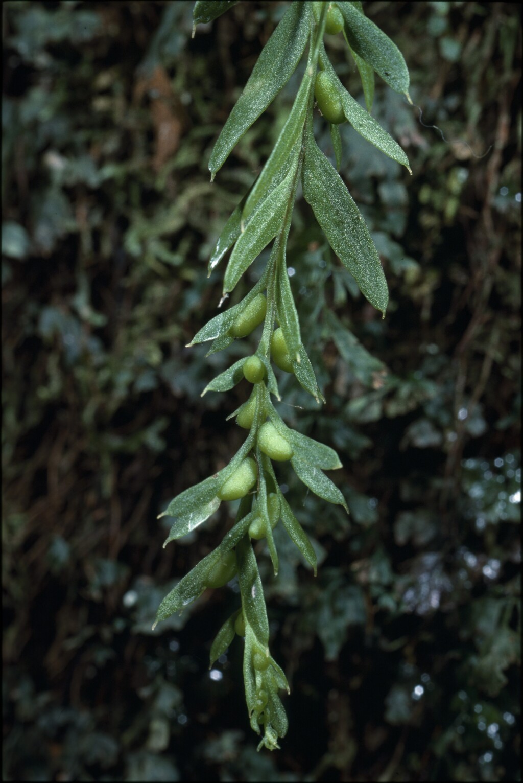 Tmesipteris elongata (hero image)