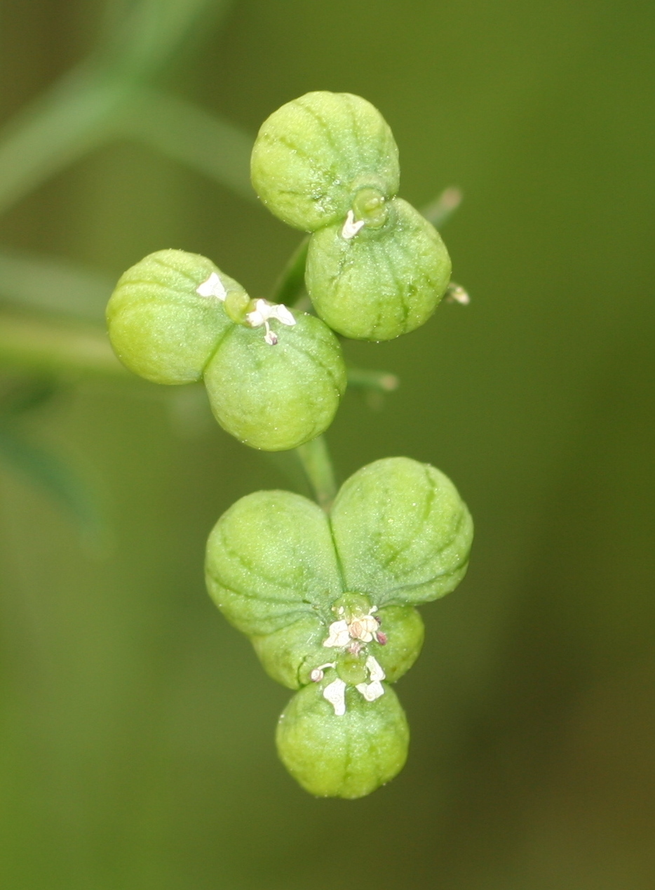 Bifora testiculata (hero image)