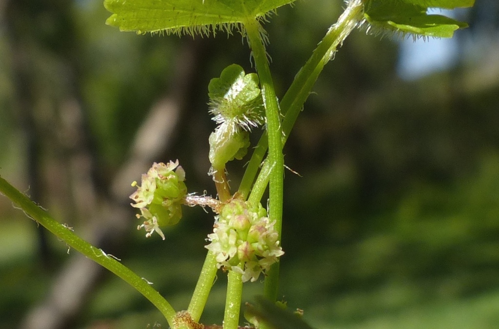 Hydrocotyle sibthorpioides (hero image)