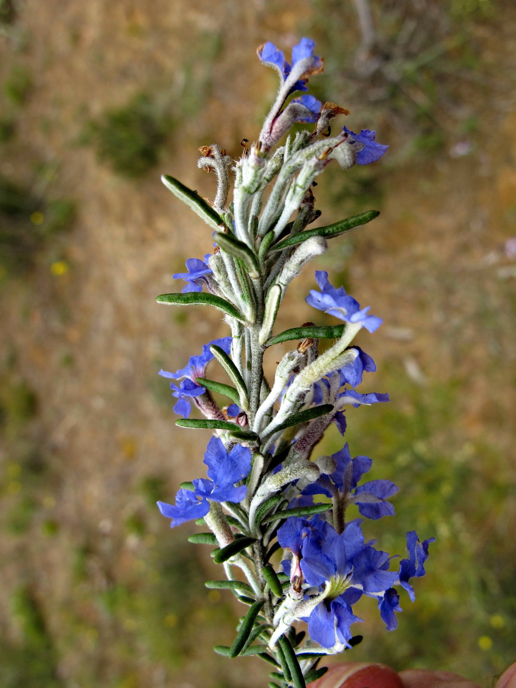 Dampiera rosmarinifolia (hero image)