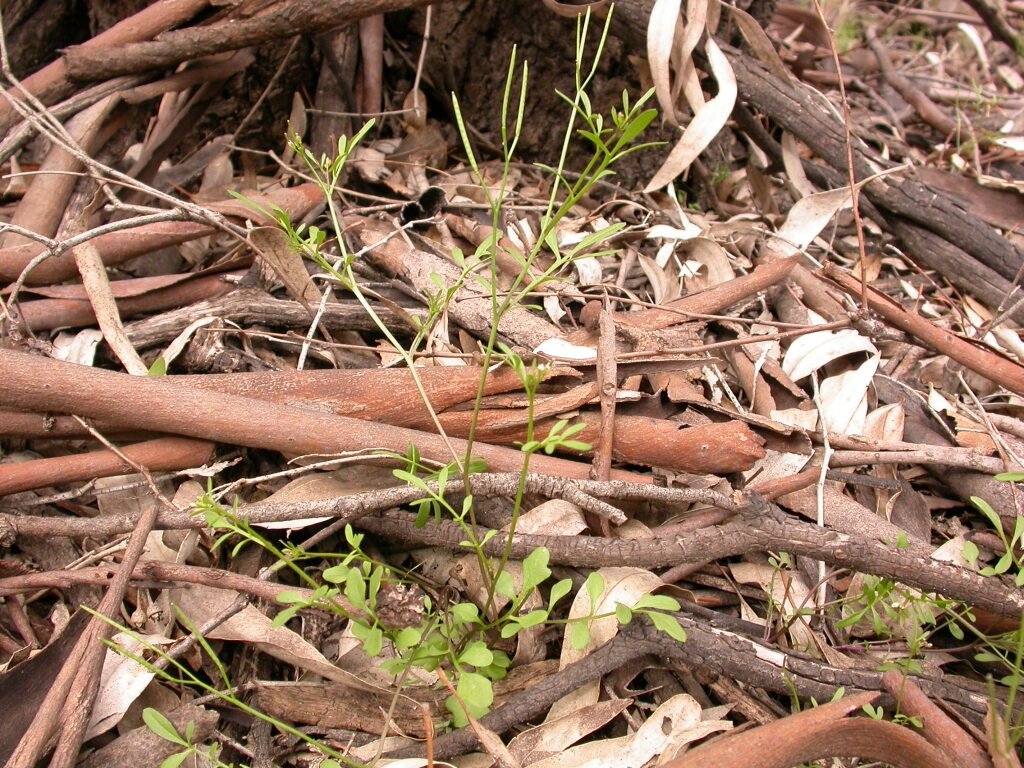Cardamine moirensis (hero image)