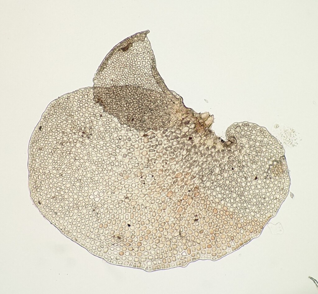 Frullania clavata (hero image)