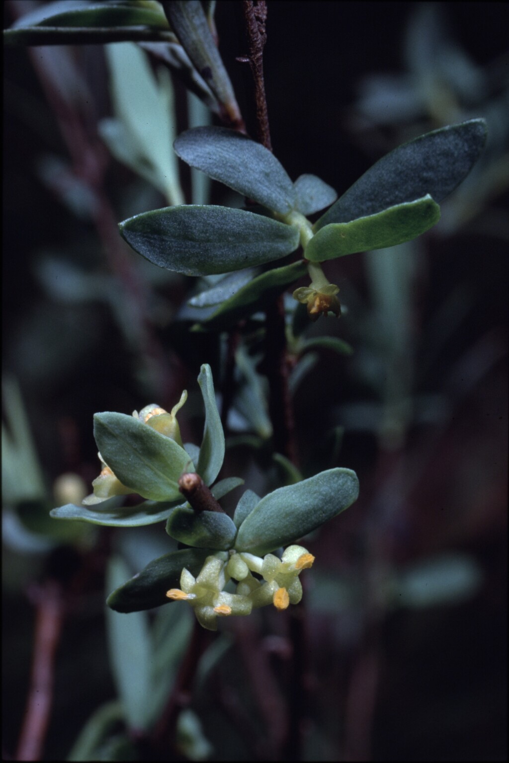 Pimelea (hero image)