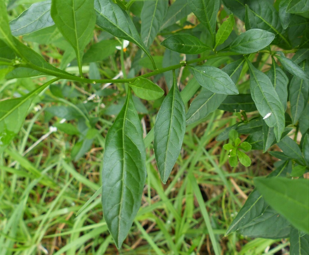 Solanaceae (hero image)