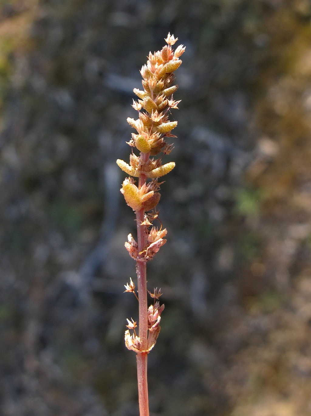 Crassula colligata (hero image)