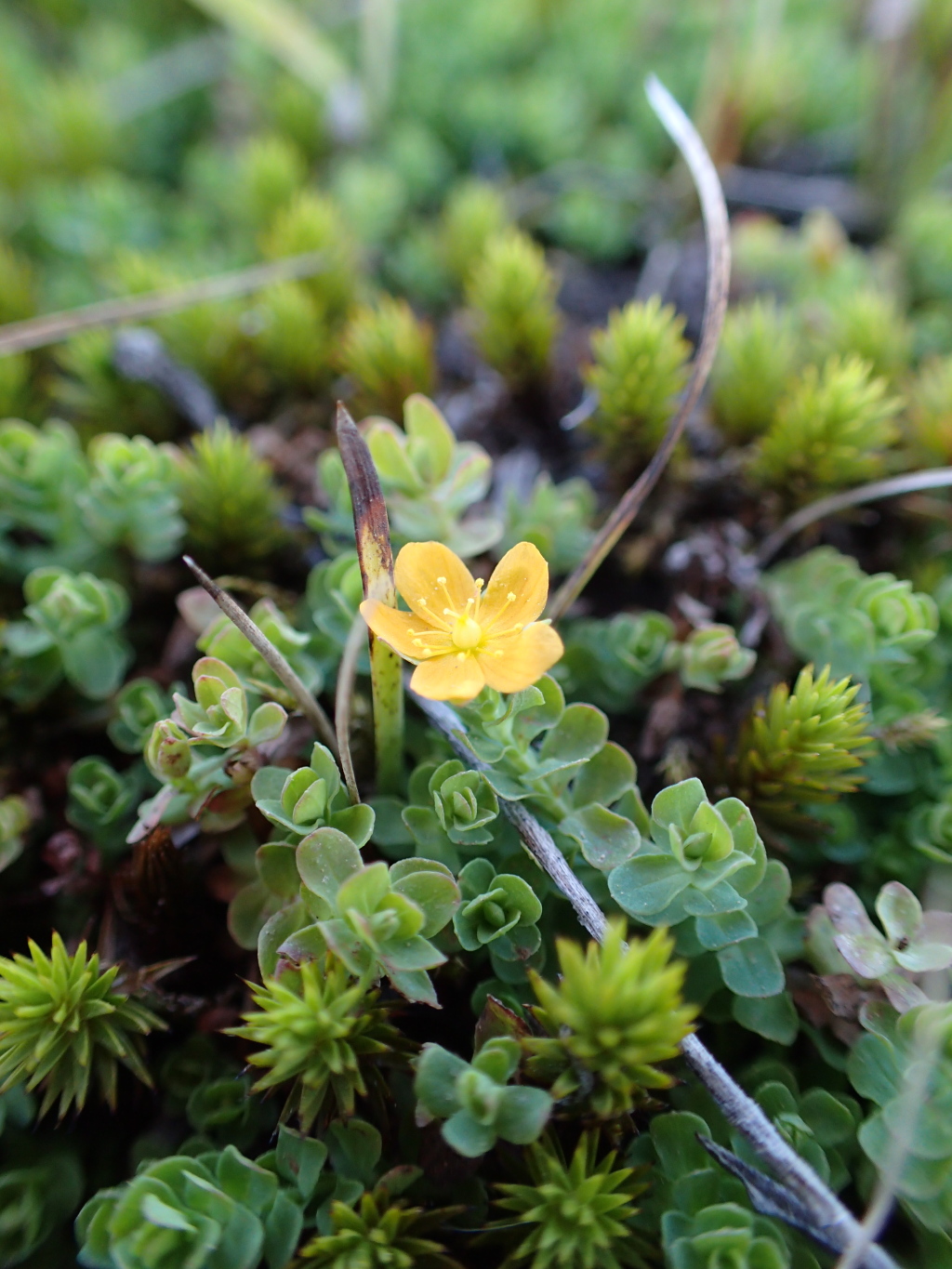 Hypericum japonicum (hero image)