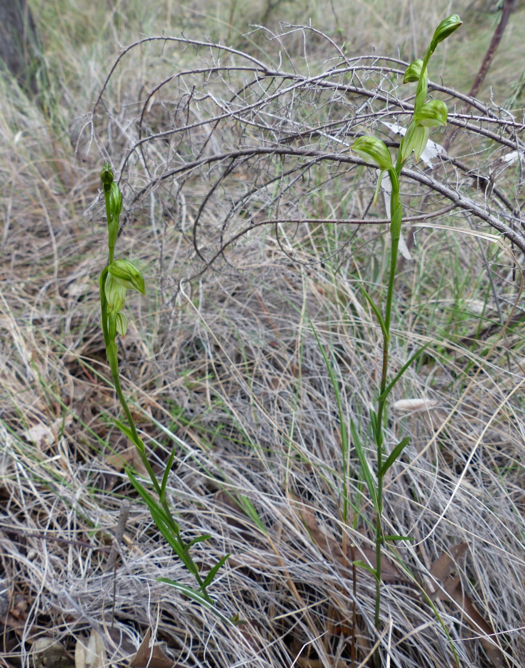Pterostylis melagramma (hero image)