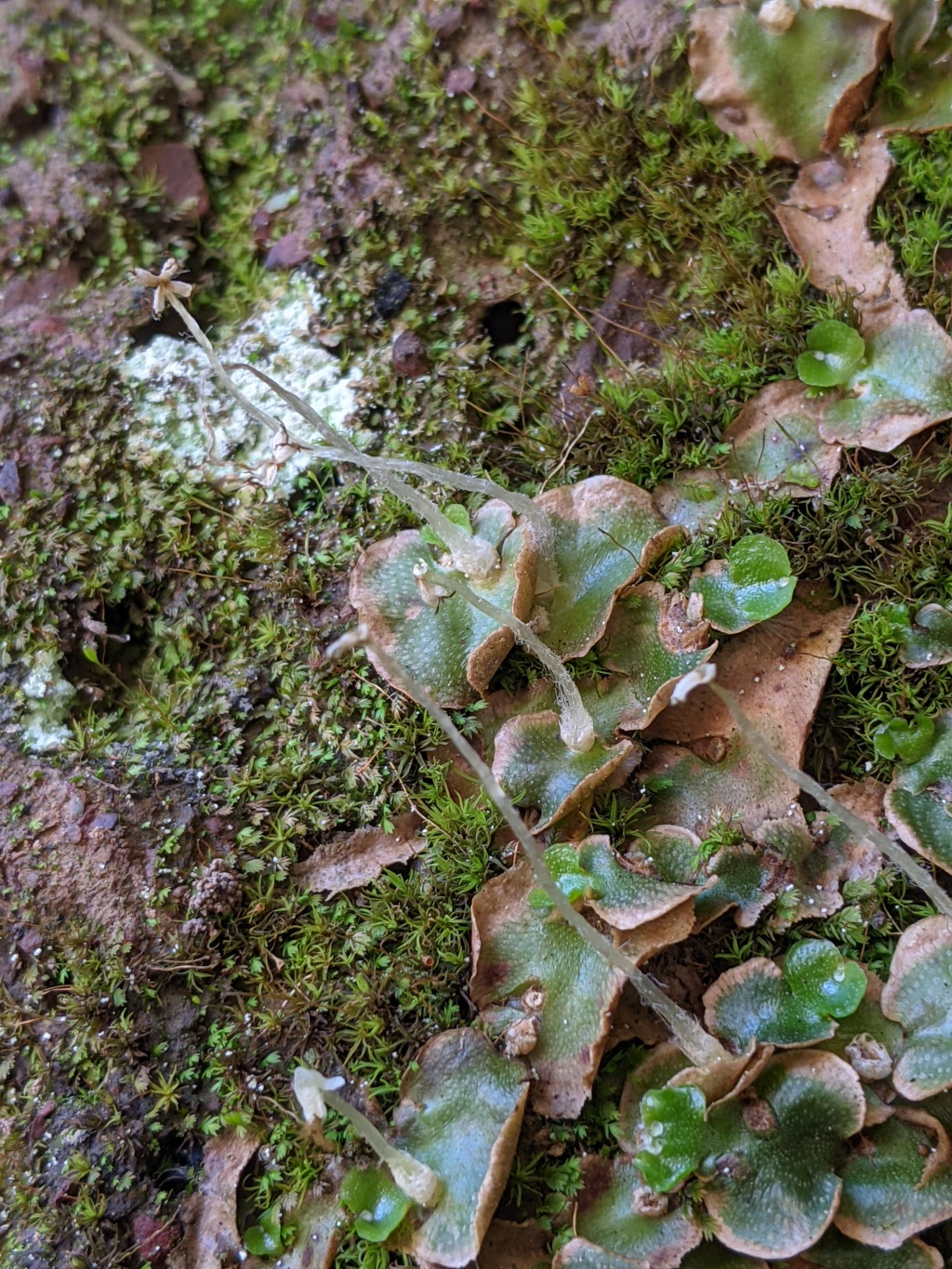 Lunulariaceae (hero image)