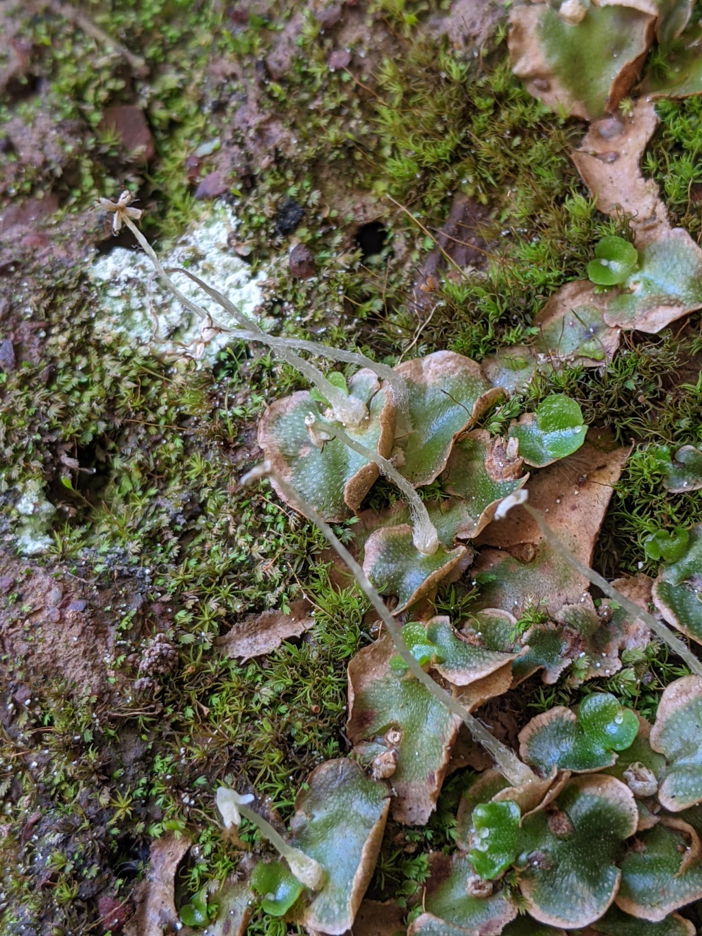 Lunularia (hero image)