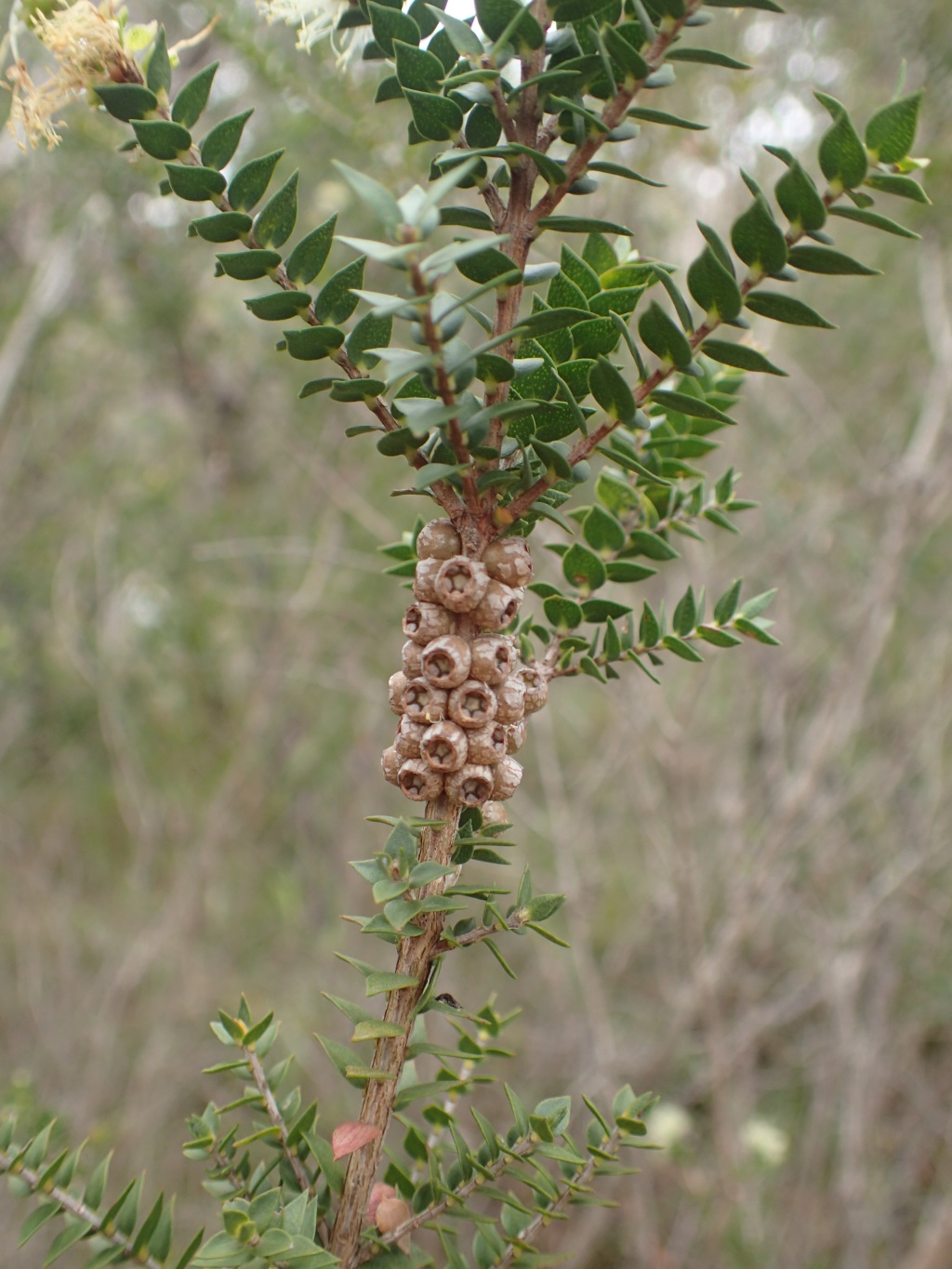 Melaleuca squarrosa (hero image)