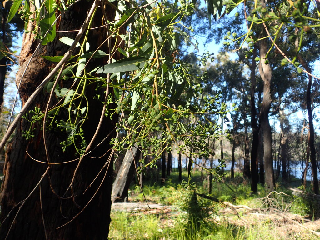 Angophora (hero image)