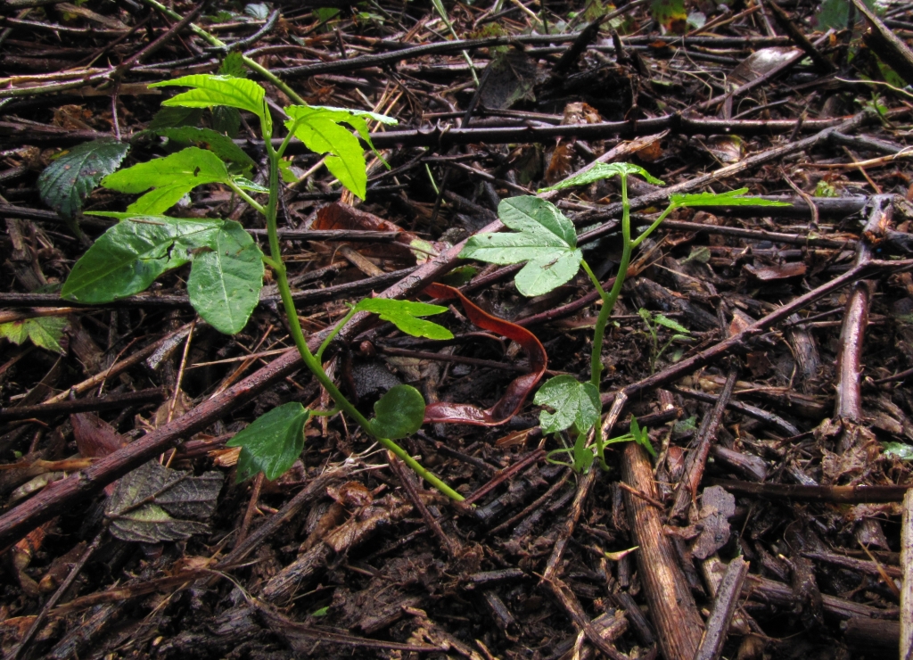 Passifloraceae (hero image)