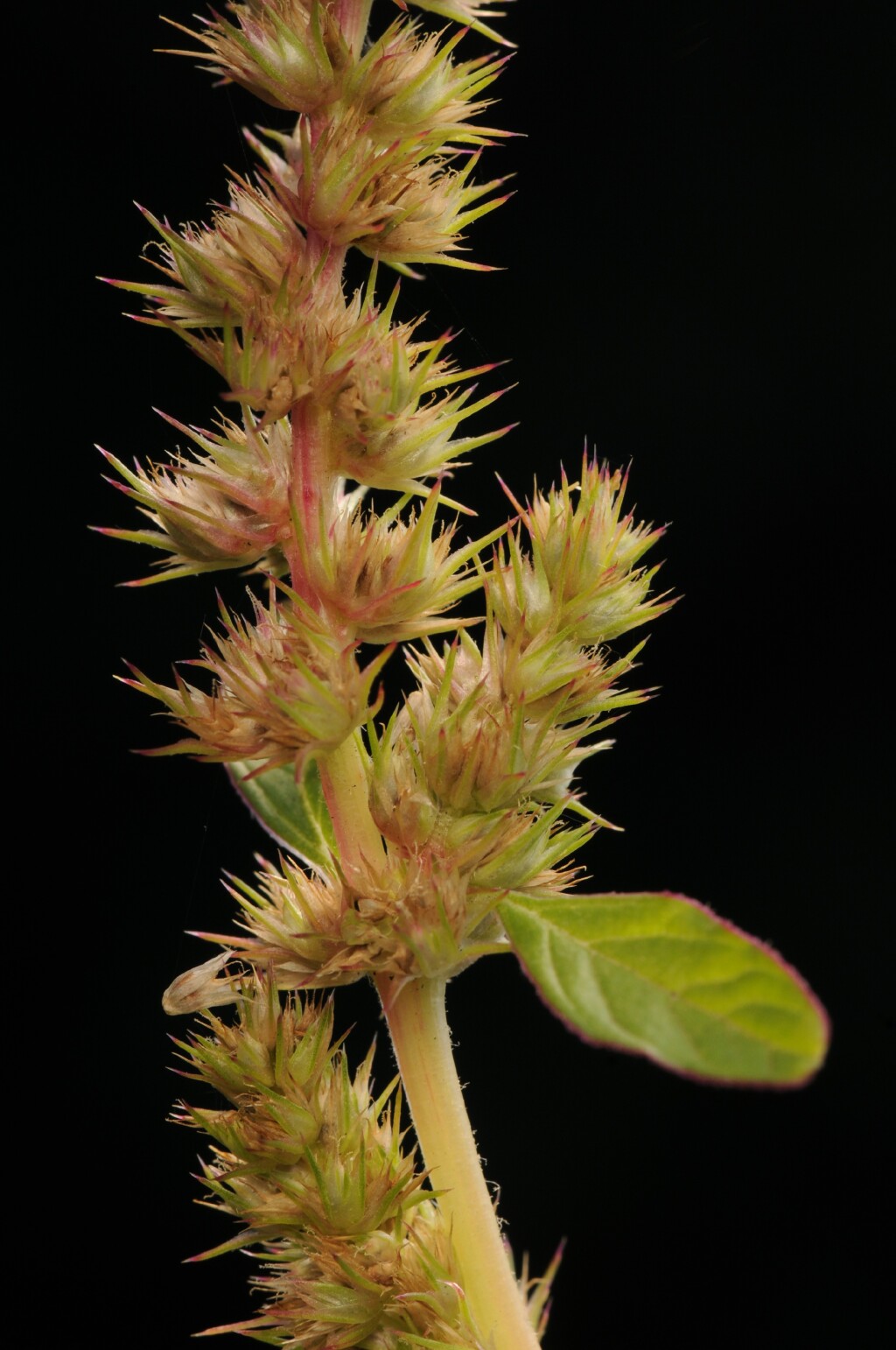 Amaranthus (hero image)