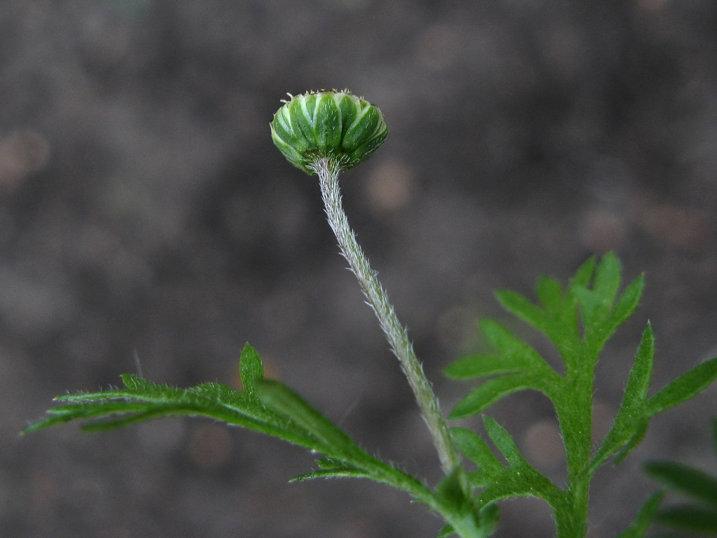 Cotula australis (hero image)