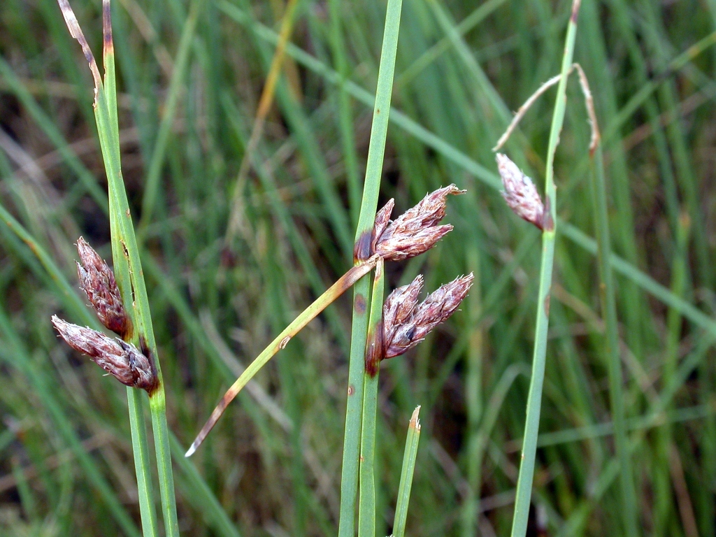 Schoenoplectus (hero image)