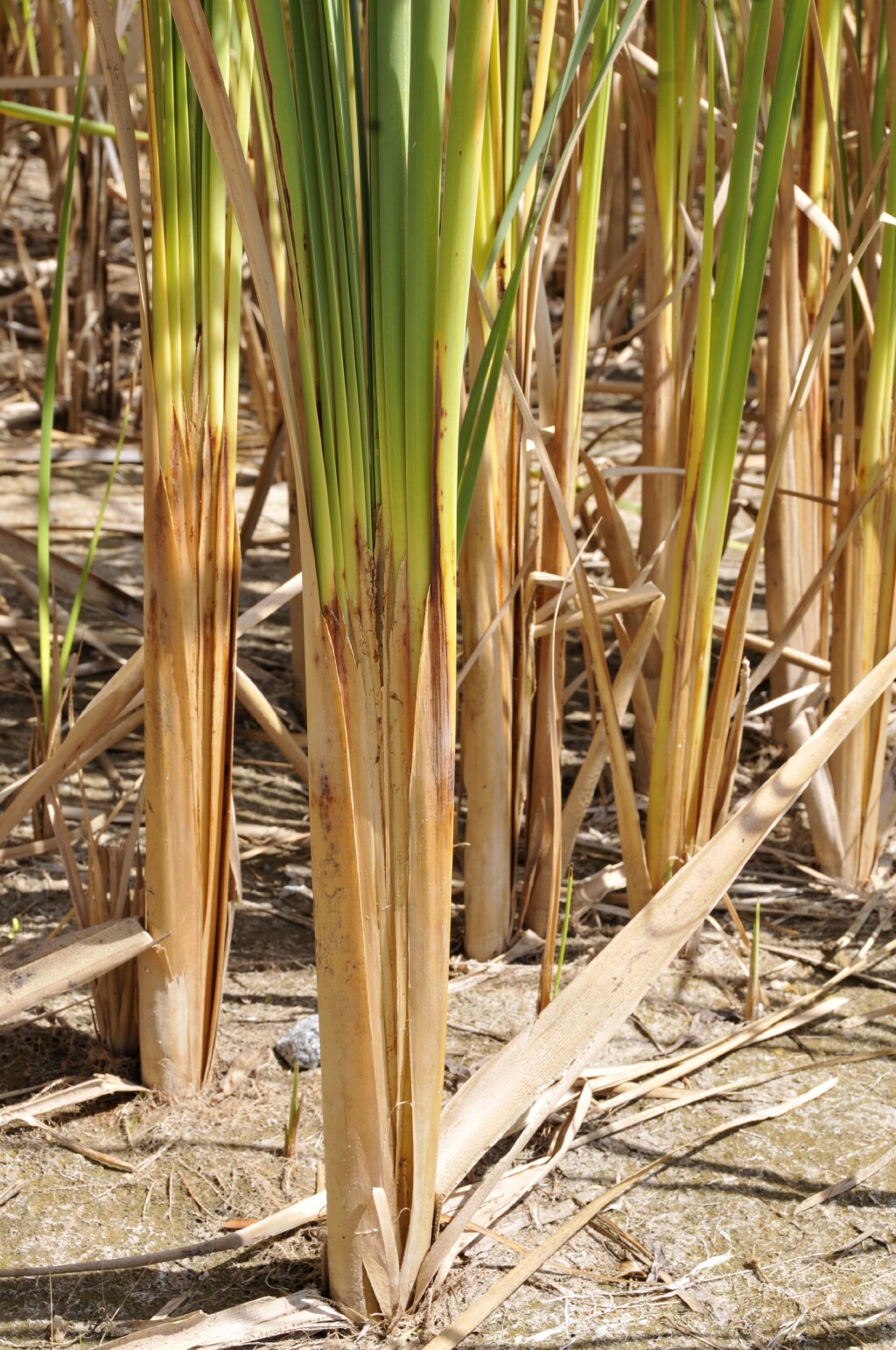 Typha orientalis (hero image)