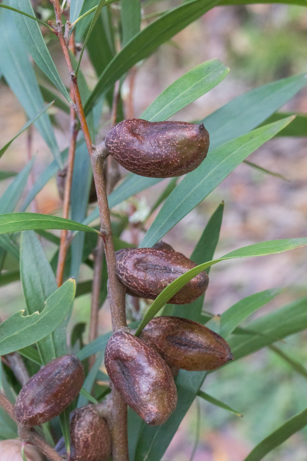 Hakea (hero image)