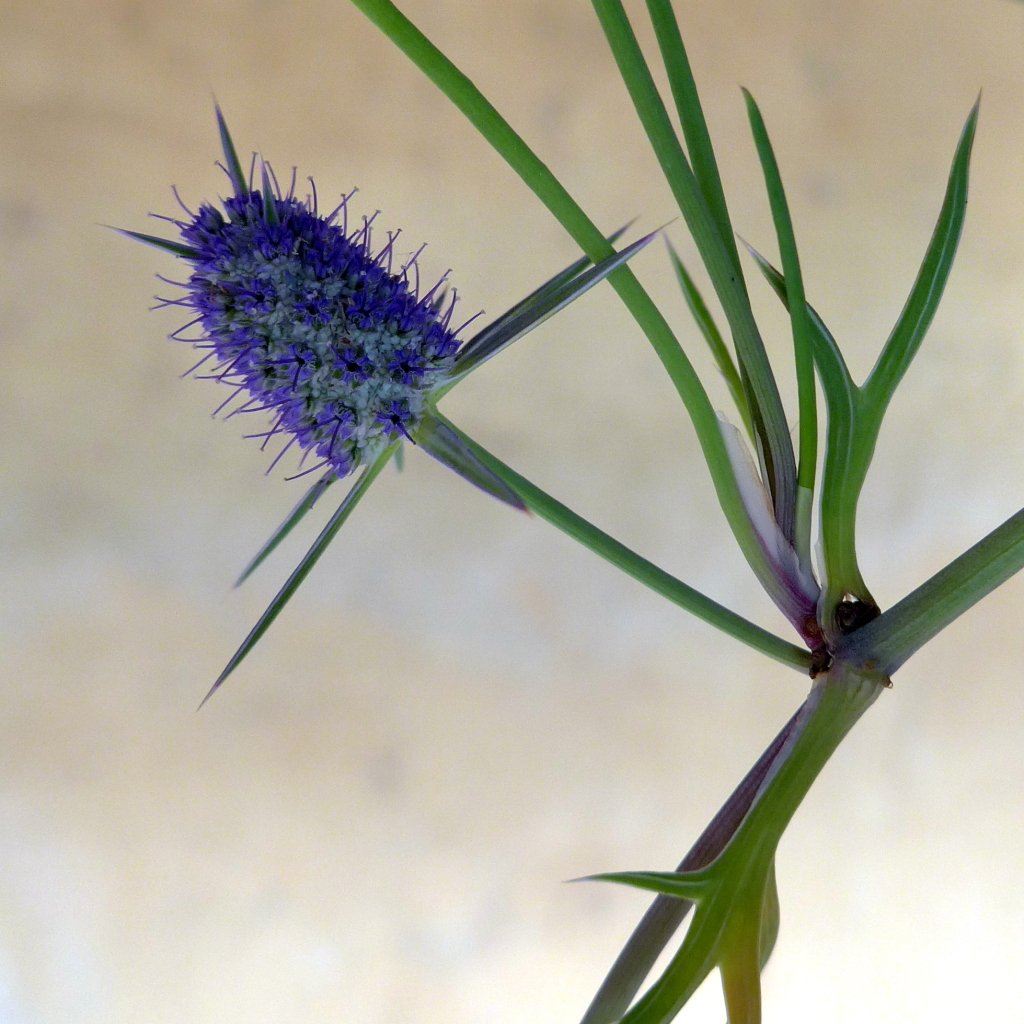 Apiaceae (hero image)