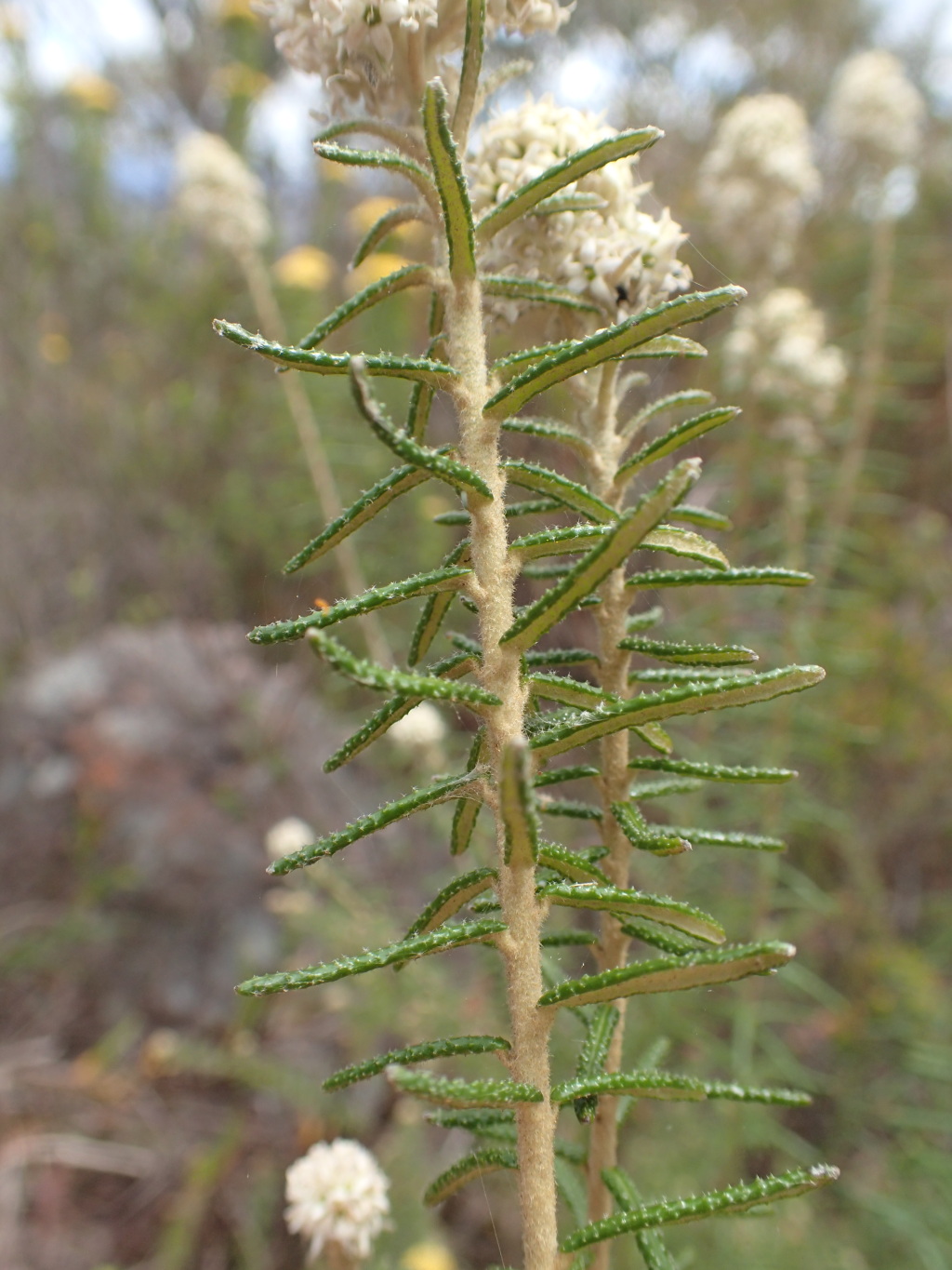 Astrotricha parvifolia (hero image)