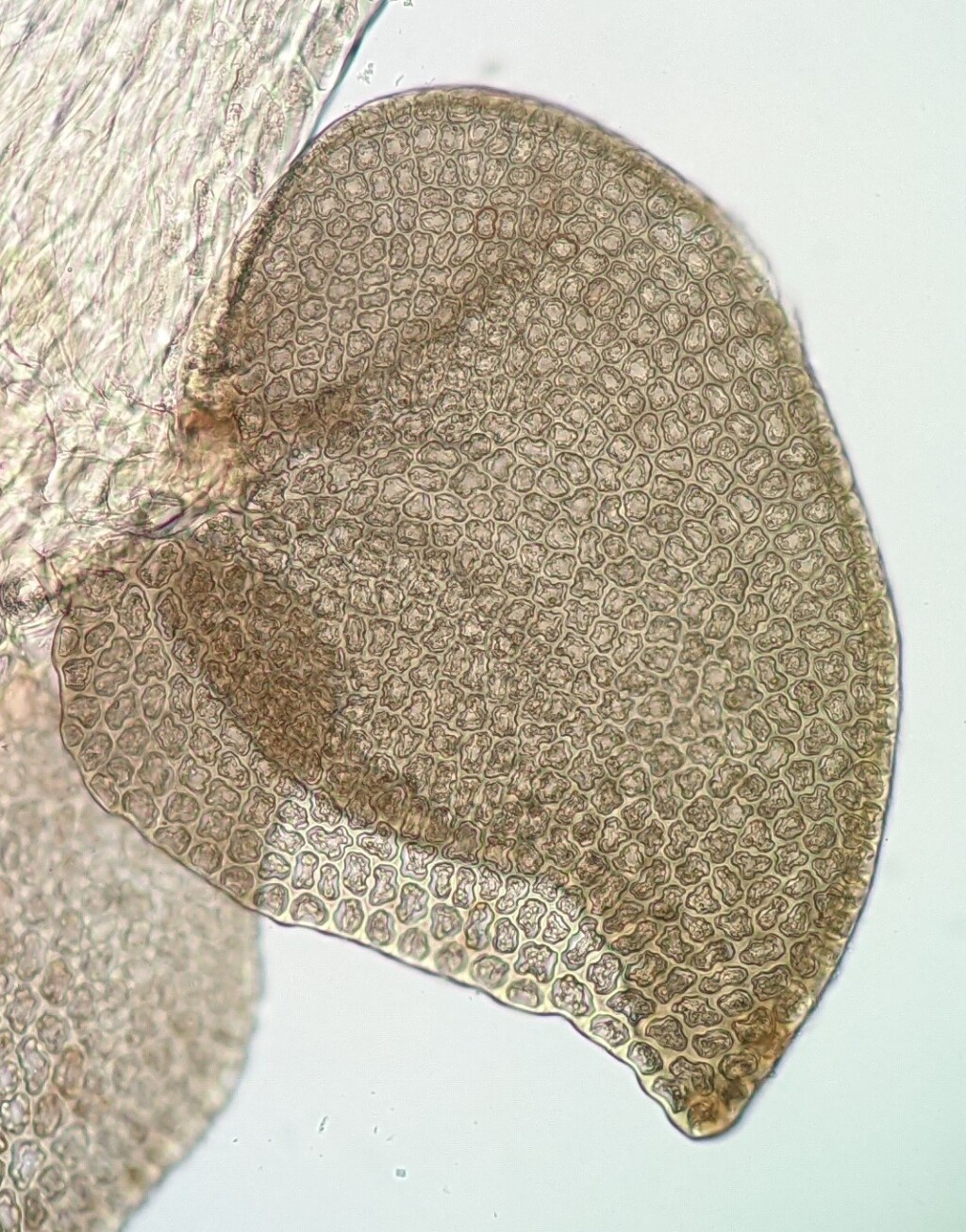Frullania falciloba (hero image)