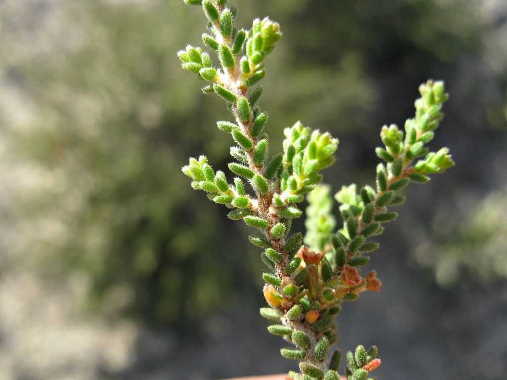 Calytrix alpestris (hero image)