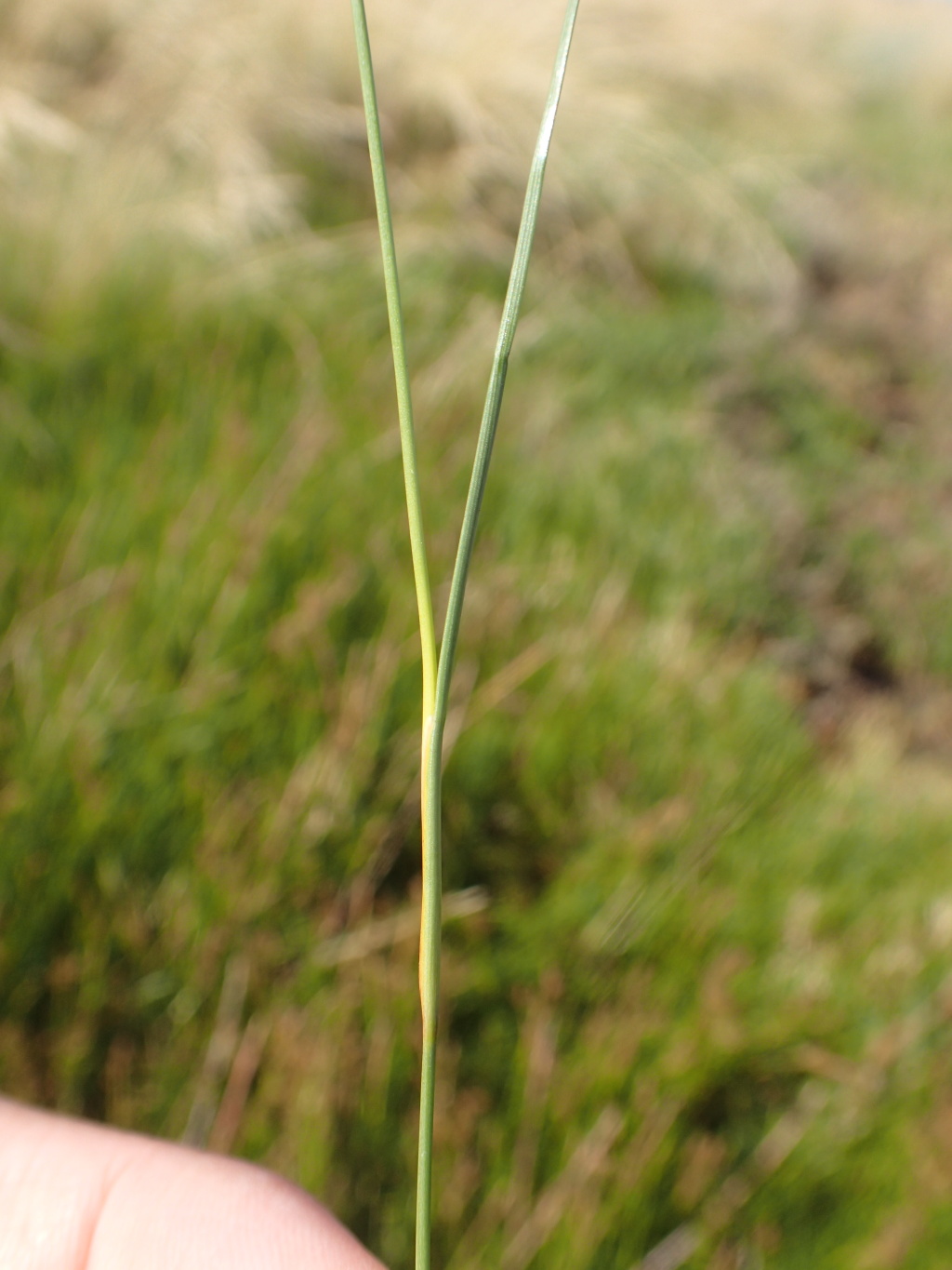 Juncaceae (hero image)