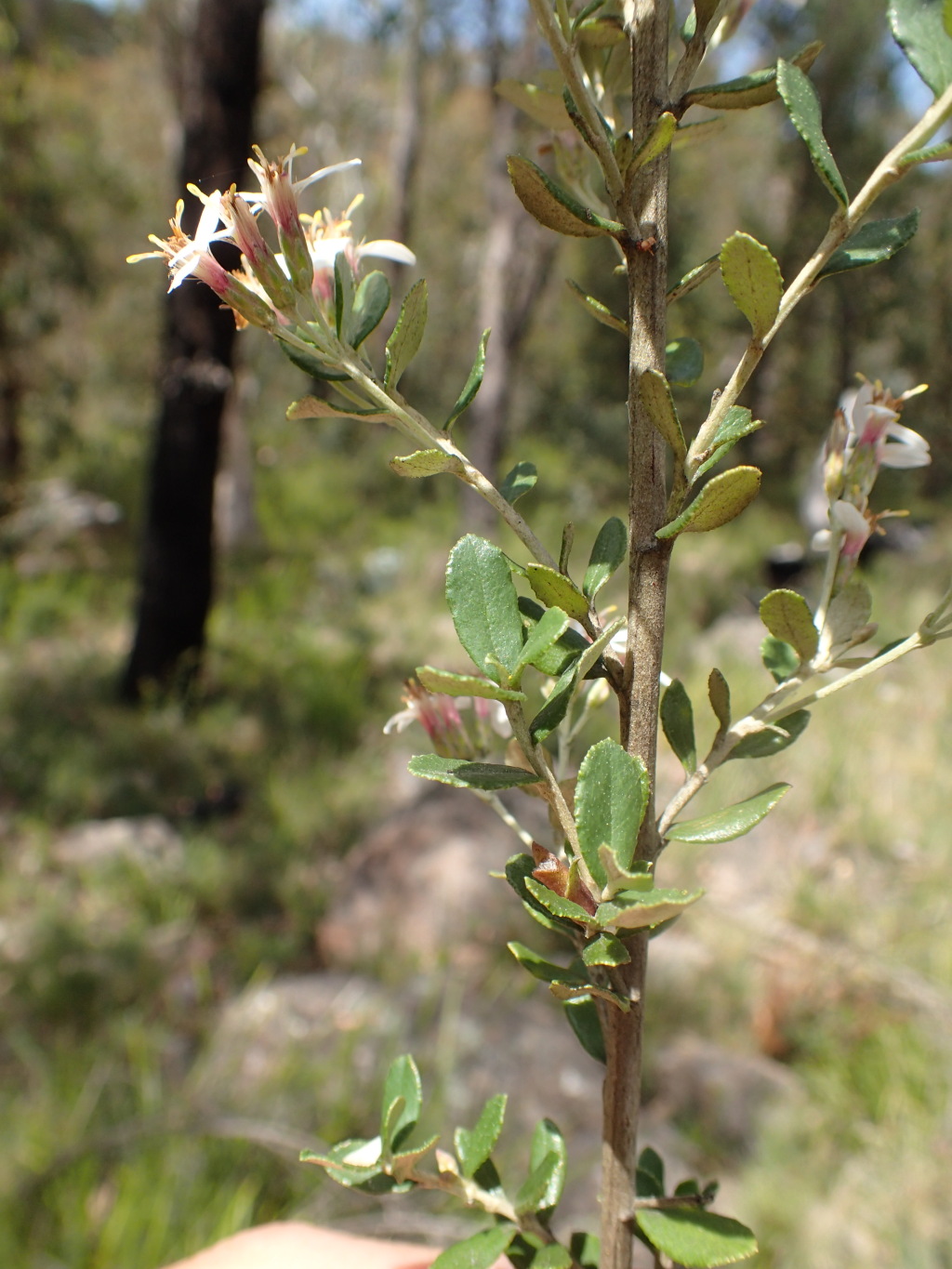 Olearia myrsinoides (hero image)