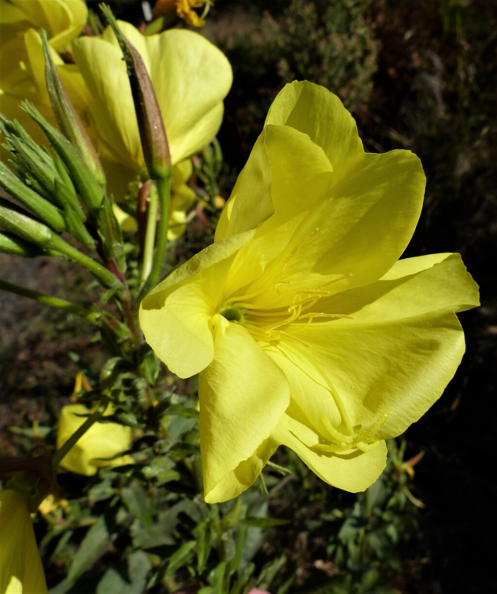 Oenothera glazioviana (hero image)