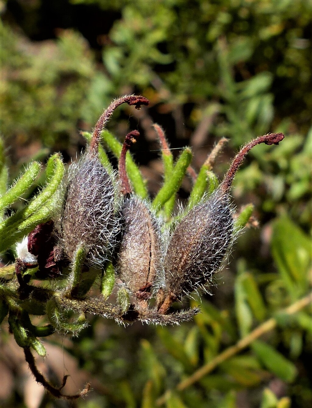 Grevillea alpina (hero image)
