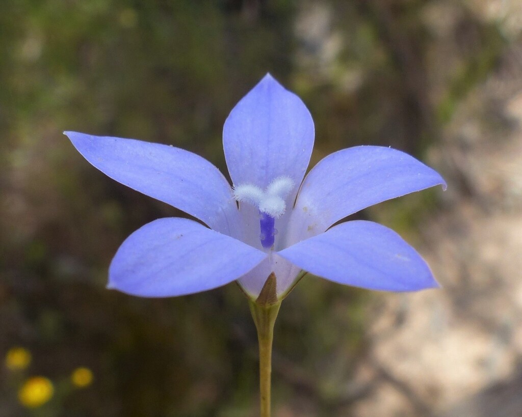 Wahlenbergia graniticola (hero image)