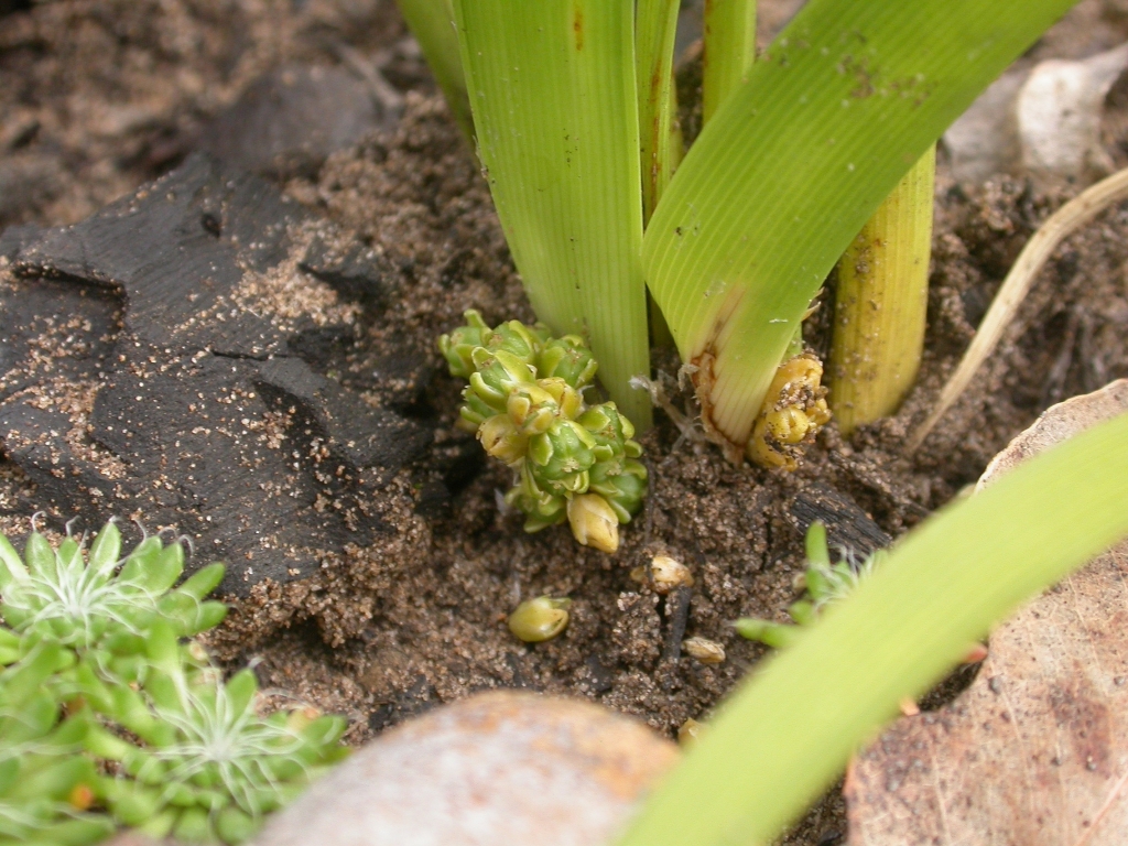 Lomandra filiformis (hero image)