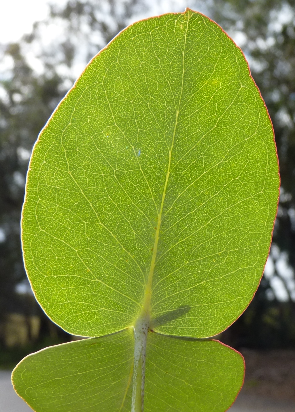 Eucalyptus alligatrix (hero image)