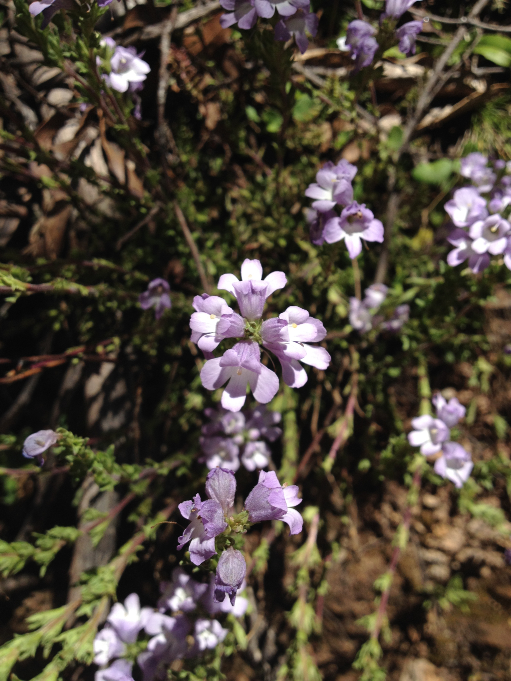 Euphrasia collina subsp. paludosa (hero image)