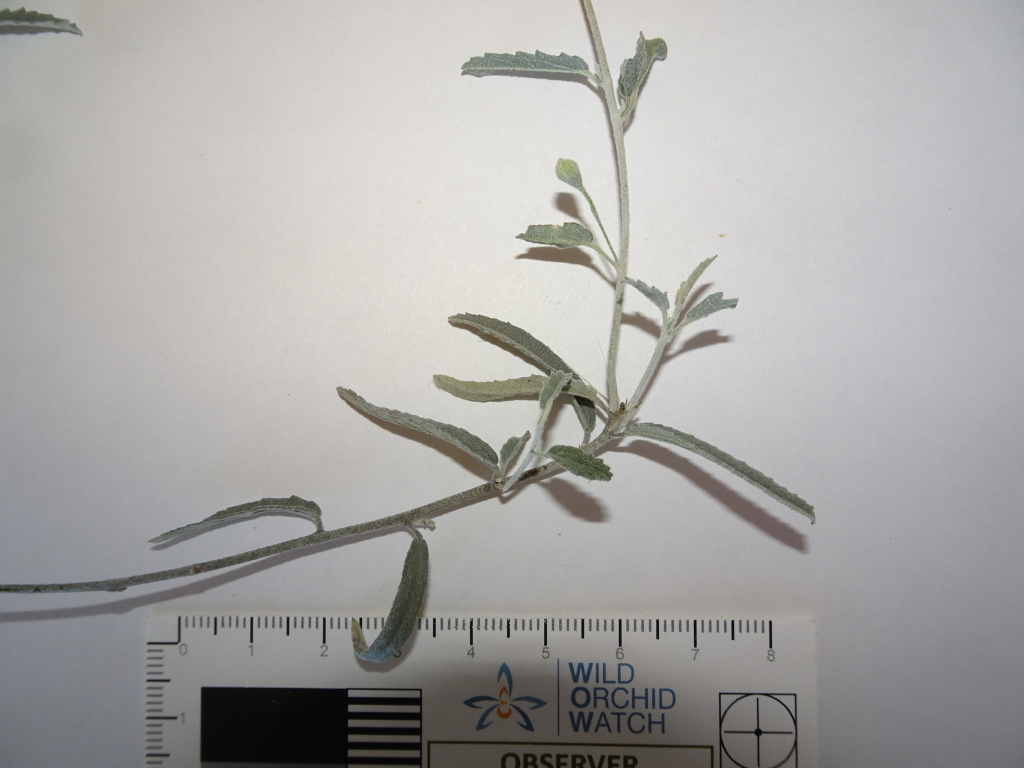 Sida ammophila (hero image)