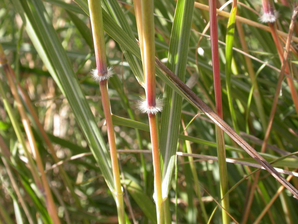 Dichanthium sericeum subsp. sericeum (hero image)