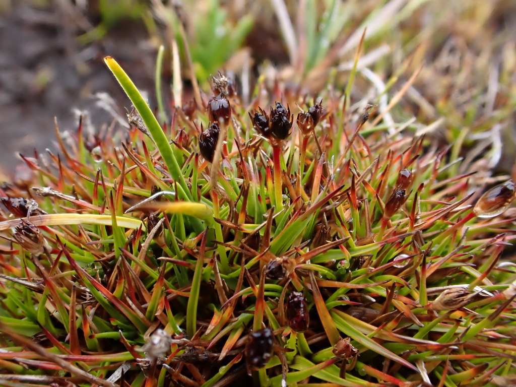 Juncus antarcticus (hero image)