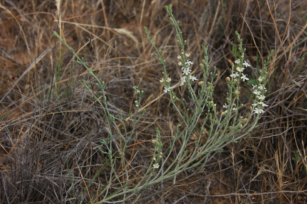 Teucrium racemosum (hero image)